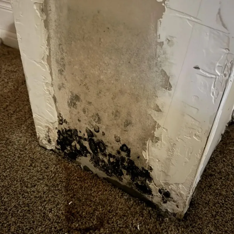 Professional Mold Removal in Durango, CO